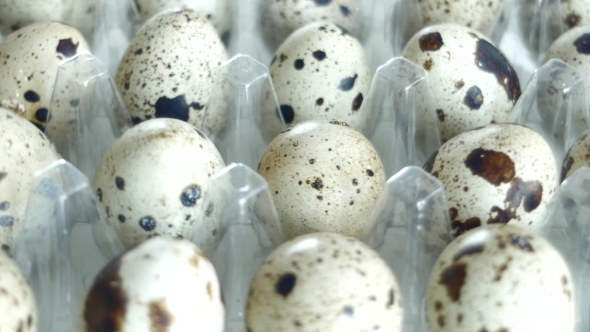 Lot Of Quail Eggs alt