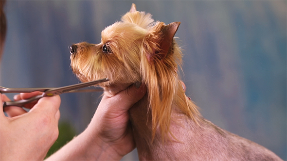 Dog Groomer Makes a Hairstyle in Pet Salon