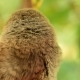 of Young Whitethroat Fledgling Outdoors - VideoHive Item for Sale