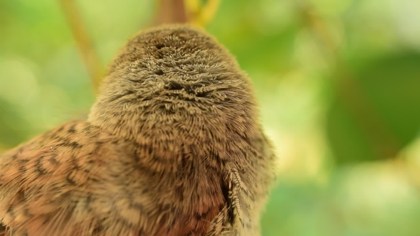 of Young Whitethroat Fledgling Outdoors