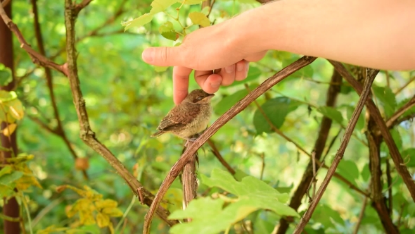 Human Hand Caressing Young Whitethroat Fledgling