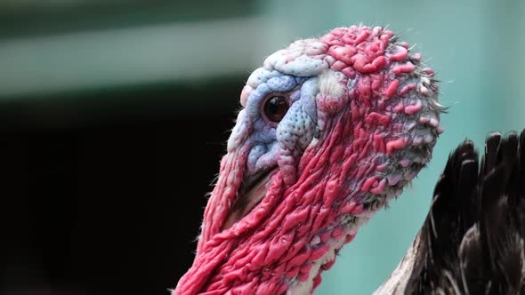 Big Turkey on the Farm Closeup alt