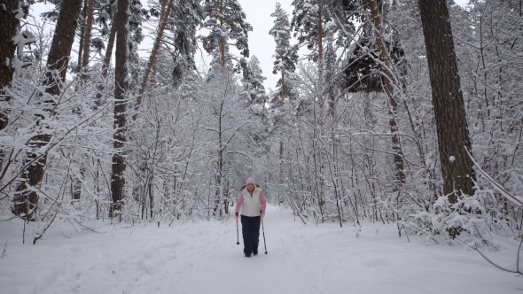 Wood. Day Winter Forest. The Elderly Woman on Walk. The  Aged Is Engaged in the Health. The Pensione alt