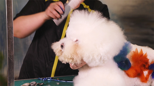 Bichon Frise Dog in Pet Salon