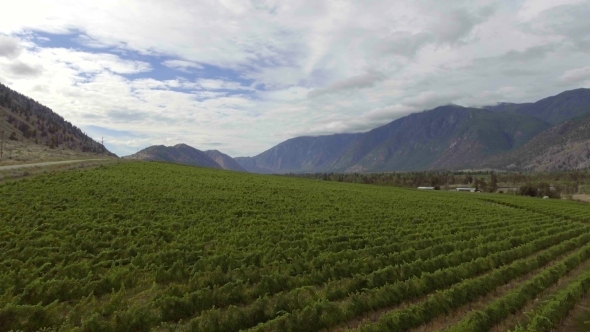 Aerial Low Level Flight Backwards Over Vineyard in the Okanagan alt