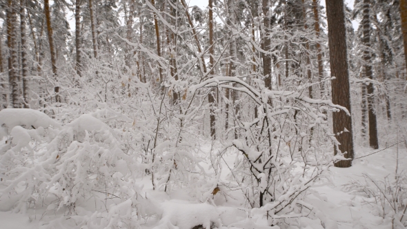 Of Beautiful Landscape Of Snow Covered Naked Trees In The Winter Forest Wonderful Frozen