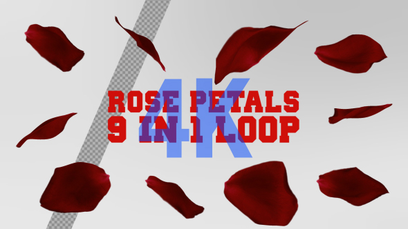 4K Rose Petals Rotation