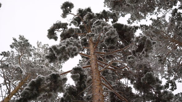 Bottom View of on Adult Pine. It Is High Enough,  Has a Dense Foliage, so the Top  the Tree, We c alt