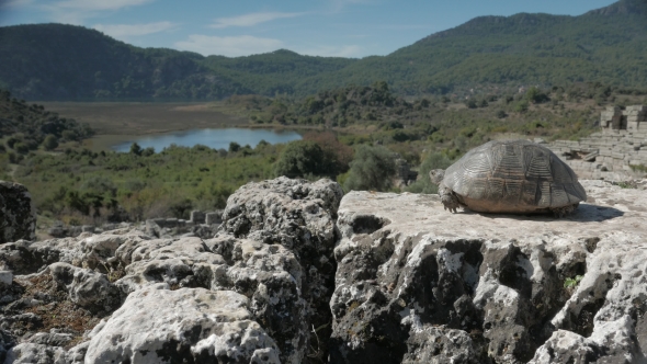 A Tortoise Looking From the Top of Amphitheatre Across the Ancient Port in Kaunos, Dalyan, Turkey.