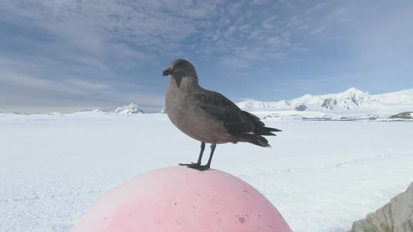 Arctic Bird Skua on Snow Winter Landscape Closeup alt