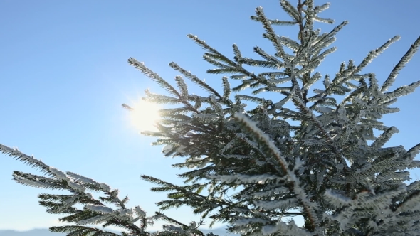 Sun Shine Through Tree Branches Covered with Snow