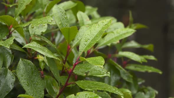 The Leaves Of Laurel Bush With Raindrops