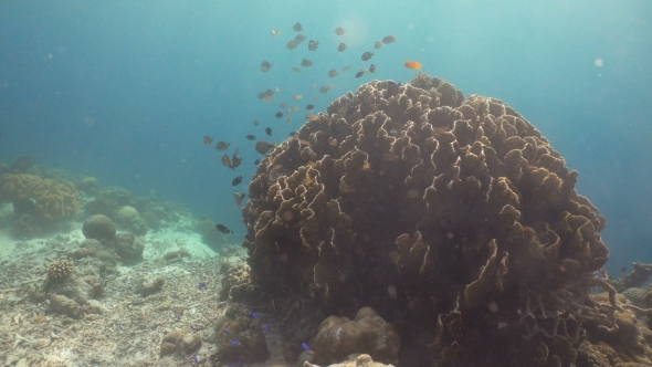 Coral Reef and Tropical fish.Philippines, Stock Footage | VideoHive