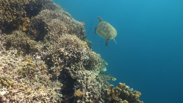 Sea Turtle Under Water alt