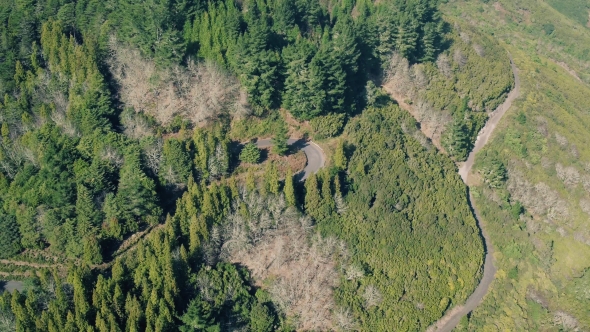 Aerial View of the Mountain Evergreen Forest with Road