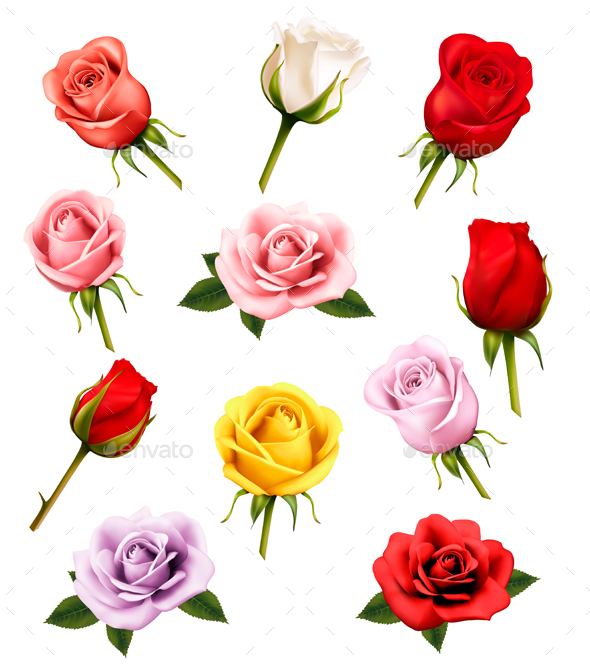 Set Of Different Roses. Vector. - Flowers & Plants Nature