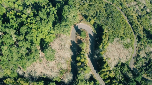 Aerial View of the Mountain Evergreen Forest with Road