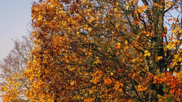 Leaves Falling From Fall Trees By Rockfordmedia Videohive