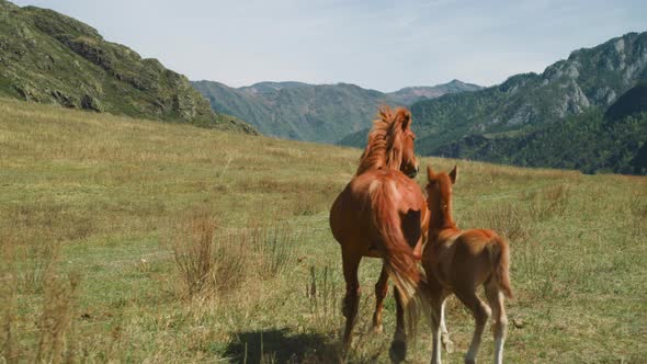 Chestnut Horse and Cute Foal Run Together Along Wide Pasture alt