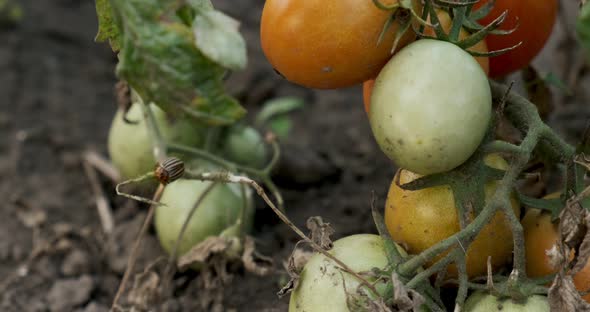 Red and Green Tomatoes Growing in the Garden at Agriculture alt