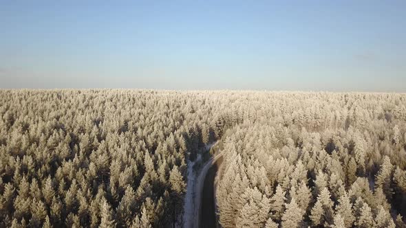 Winter Forest And Road