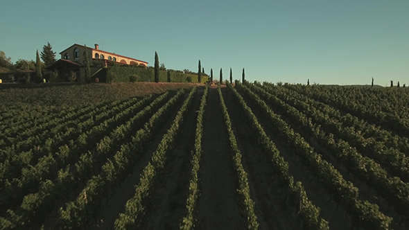 Aerial Drone Footage of Grape Fields in Tuscany alt