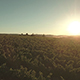 Aerial Shot of Vineyards and Countryside Against Clear Sky - VideoHive Item for Sale