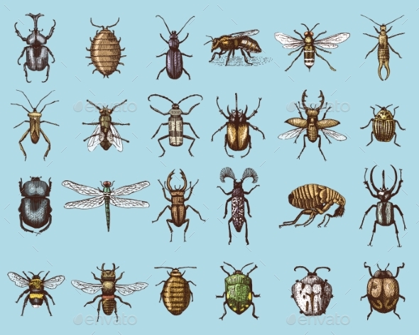 Set of Insects and Bugs - Organic Objects Objects