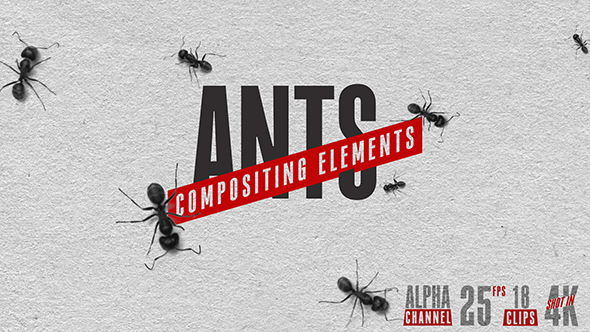 Ants - Compositing Elements Pack 4K