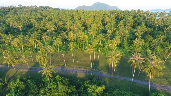 punakea coconut farm
