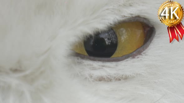 Polar Owl Narrowing Its Eyes Looking For Prey