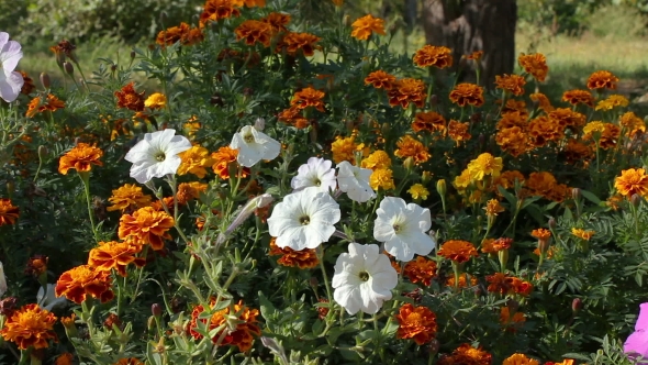 Petunia Flowers and Marigold in a Flowerbed alt