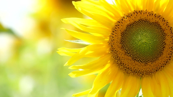 Unopened Sunflower Reaching To The Sun