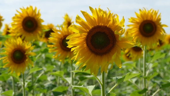 Sunflowers Swaying In The Field