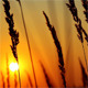 Wheat At Dawn - VideoHive Item for Sale