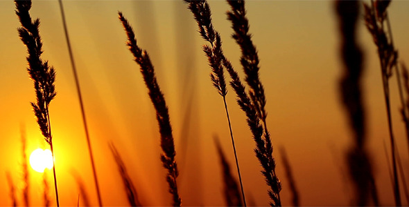 Wheat At Dawn
