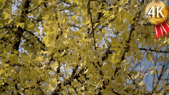 Sun Shining Through Yellow Leaves