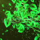 Fresh Green Widescreen Fresh Green Widescreen - VideoHive Item for Sale