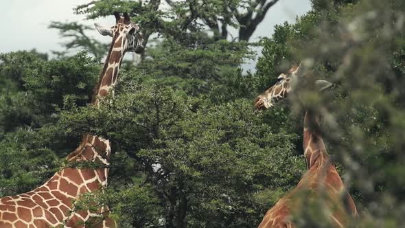 Beautiful giraffes of Kenya feeding on the lush, green leaves - slowmo alt
