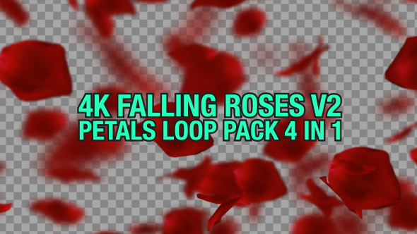 4K Rose Falling Pack V2 4 n 1