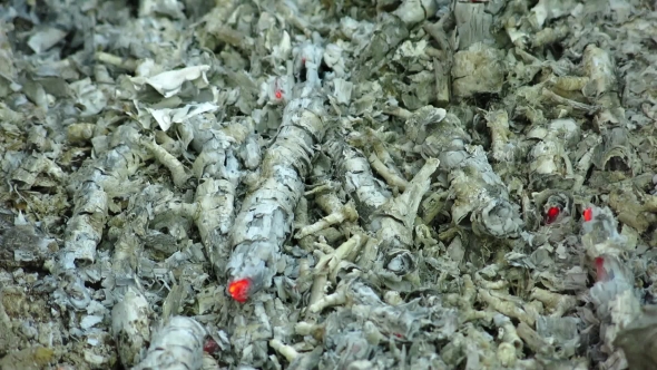 Burned Coals. The Wind Stirs Up the Dying Ember alt