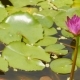Purple Pink Water Nymphaea in a Pond with a Fountain. Water Garden. Beautiful Flower. Vietnam. - VideoHive Item for Sale