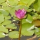 Purple Pink Water Nymphaea in a Pond with a Fountain. Water Garden. Beautiful Flower. Vietnam. - VideoHive Item for Sale