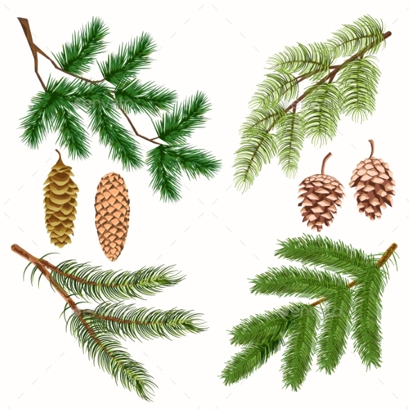 Coniferous Tree Branches with Strobiles on White - Flowers & Plants Nature