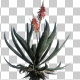 Aloe Vera - VideoHive Item for Sale