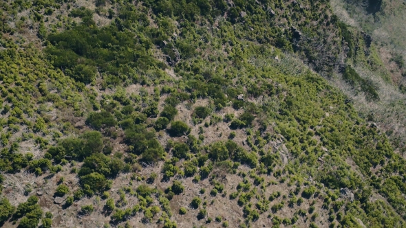 Aerial View of the Mountain Evergreen Forest