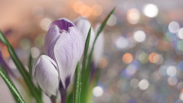 of Tender Crocus Buds alt