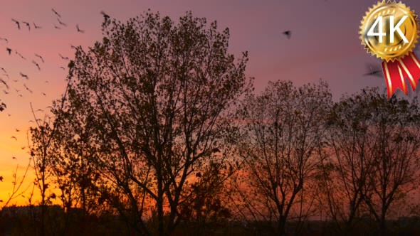 Birds Silhouettes Fly up From Tree Bushes alt