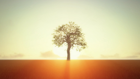 Growing Tree At Sunrise, Motion Graphics | VideoHive