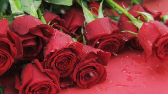 Wet Red Roses Falling Down alt
